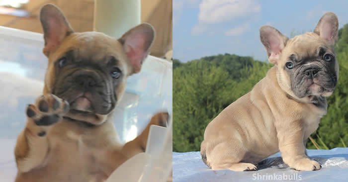 blue fawn french bulldogs